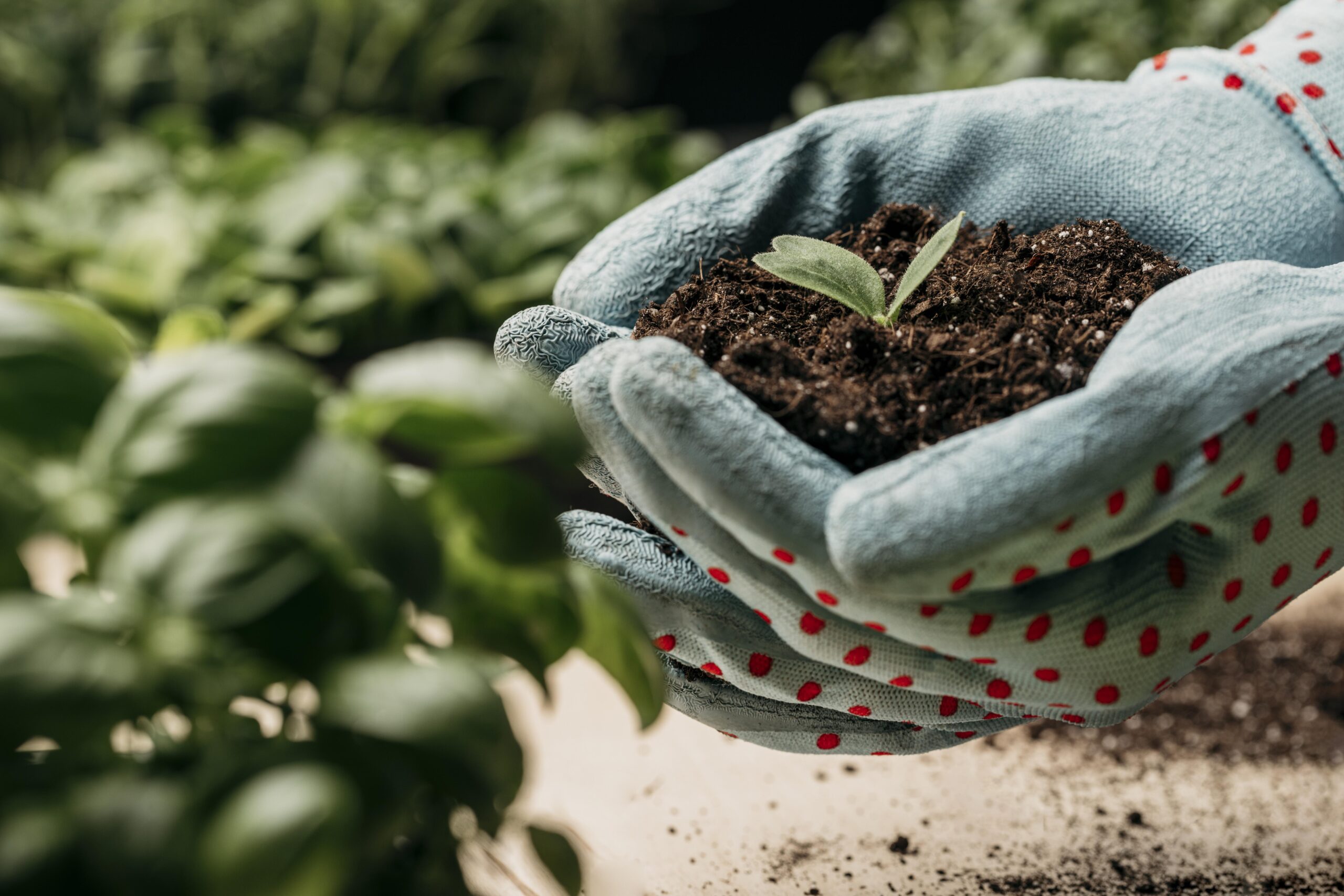 Read more about the article From Seed to Supper: The Joys and Rewards of Growing Your Own Kitchen Garden