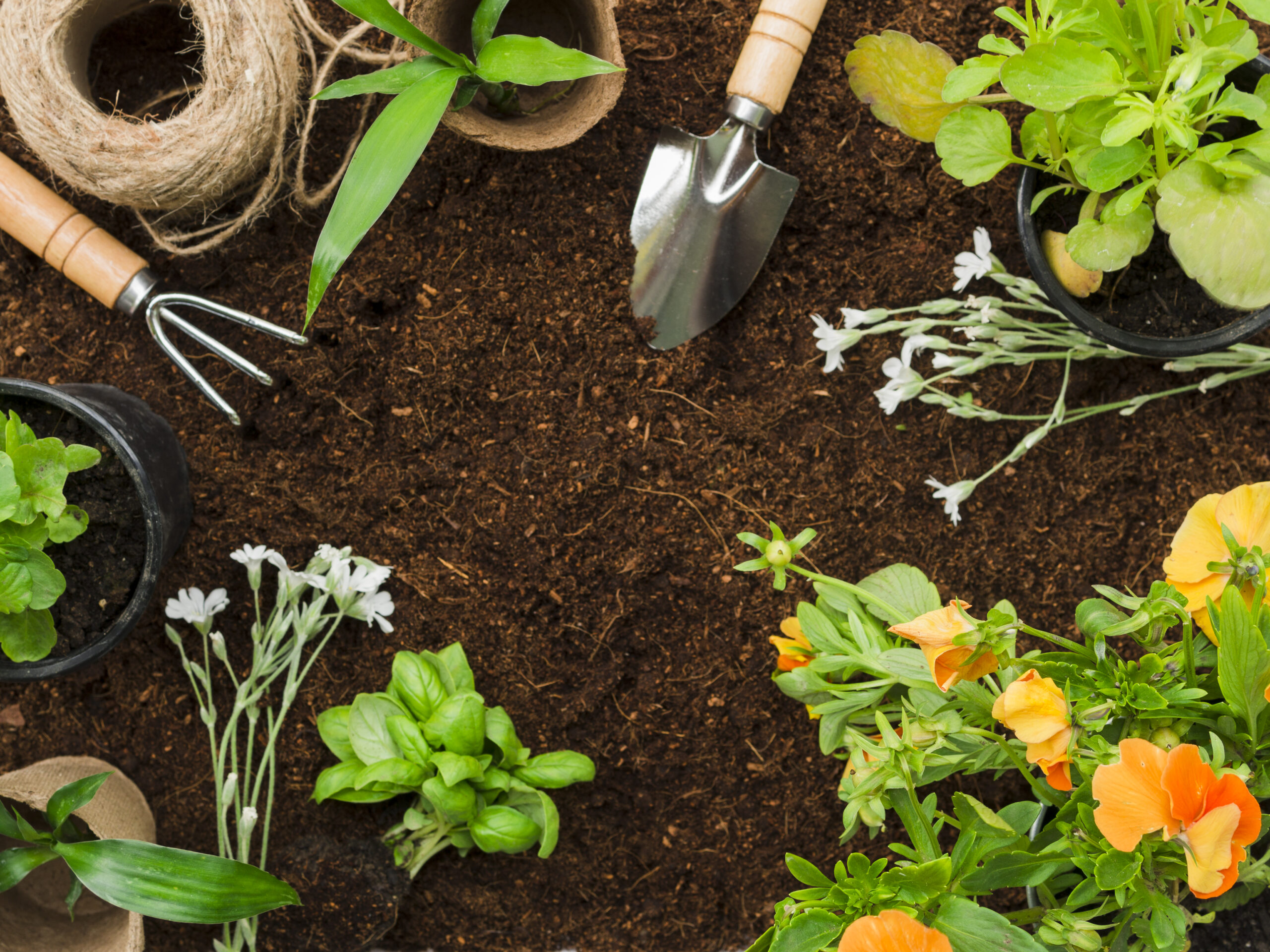 Read more about the article From Philippine Fields to American Soil: A Beginner’s Guide to Gardening